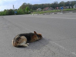 На Прикарпатті автівки об’їжджають покинутого пса