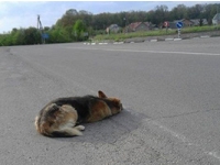 На Прикарпатті автівки об’їжджають покинутого пса